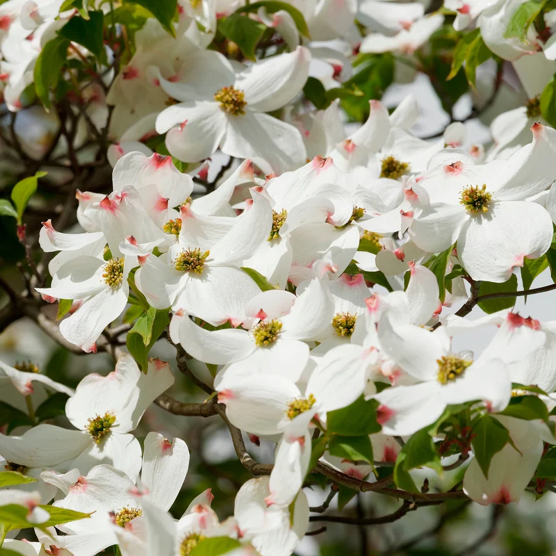 Amerikanischer Blumen-Hartriegel