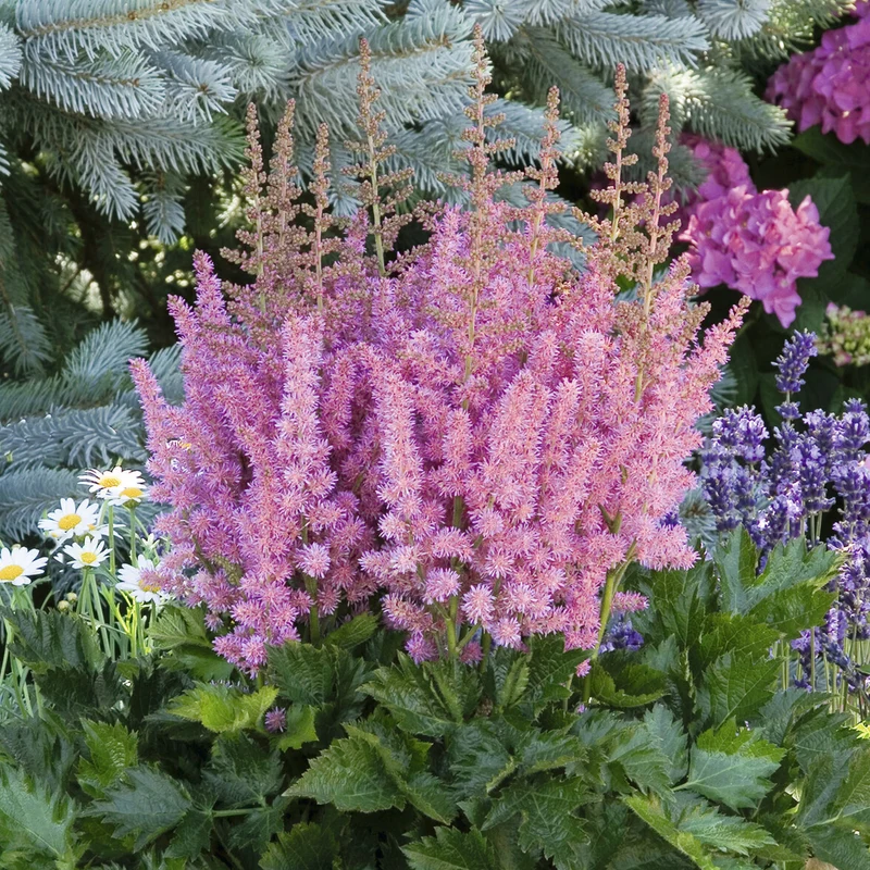 Prachtspiere ‘Little Vision in Pink’®