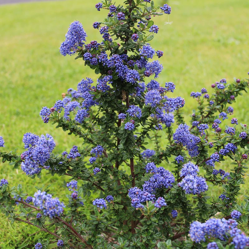 Säckelblume Dark Star