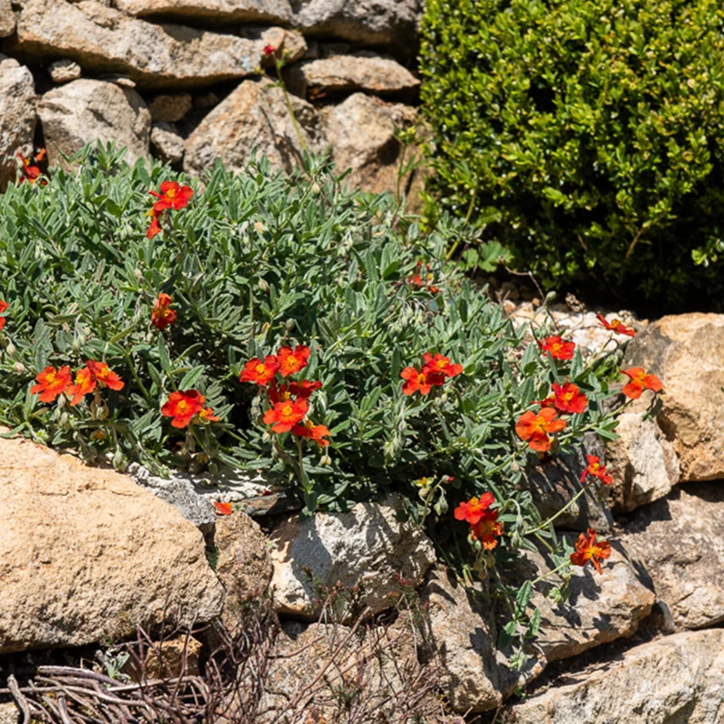 Sonnenröschen ‘Tomato Red’