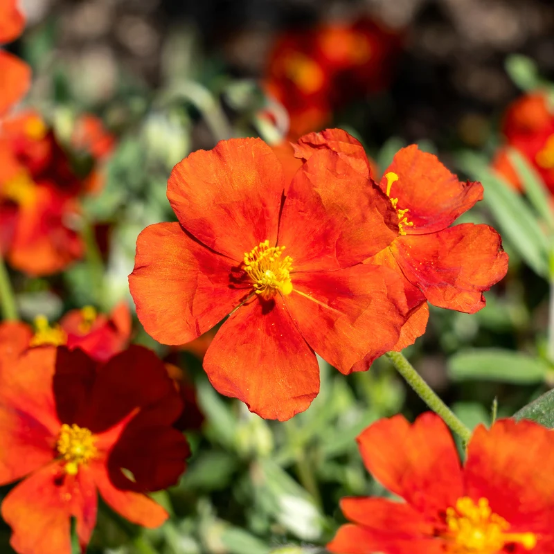 Sonnenröschen ‘Tomato Red’