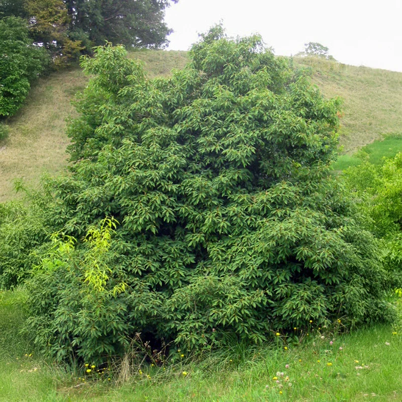 Bambusblättrige Eiche