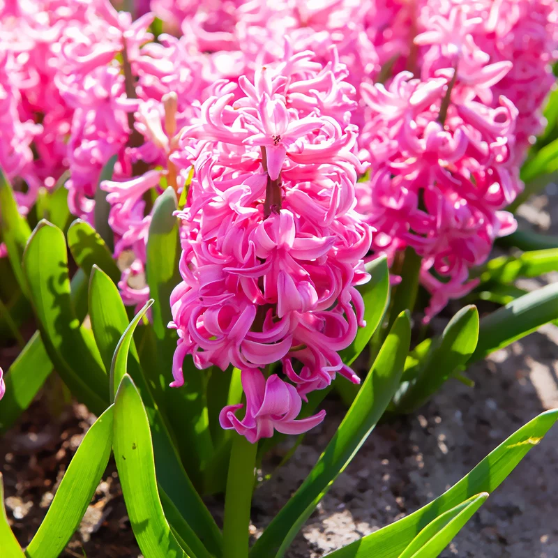Hyazinthe Pink Pearl