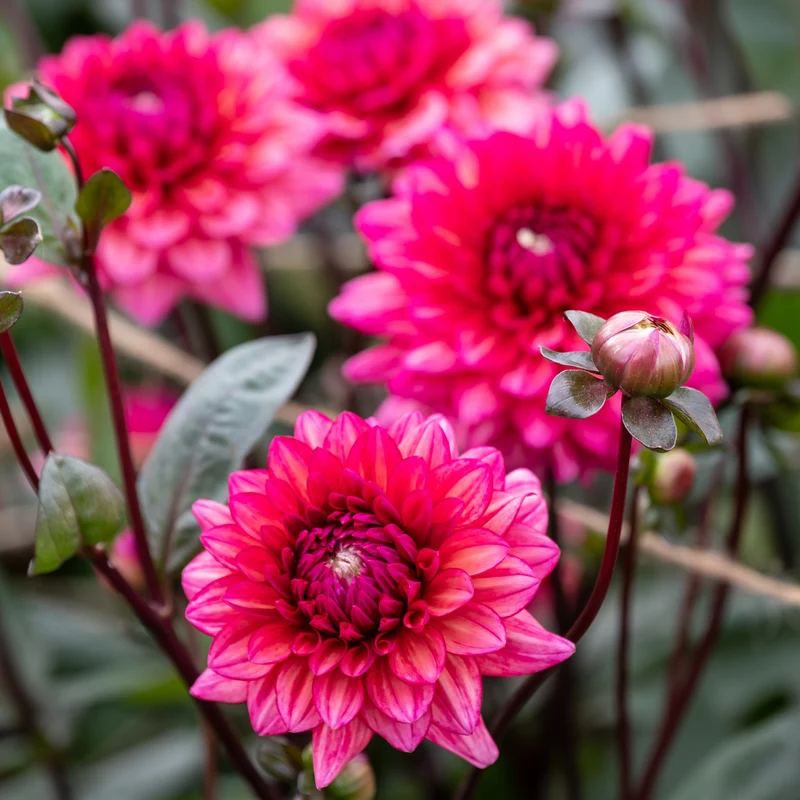 Dahlie 'Molly Raven'