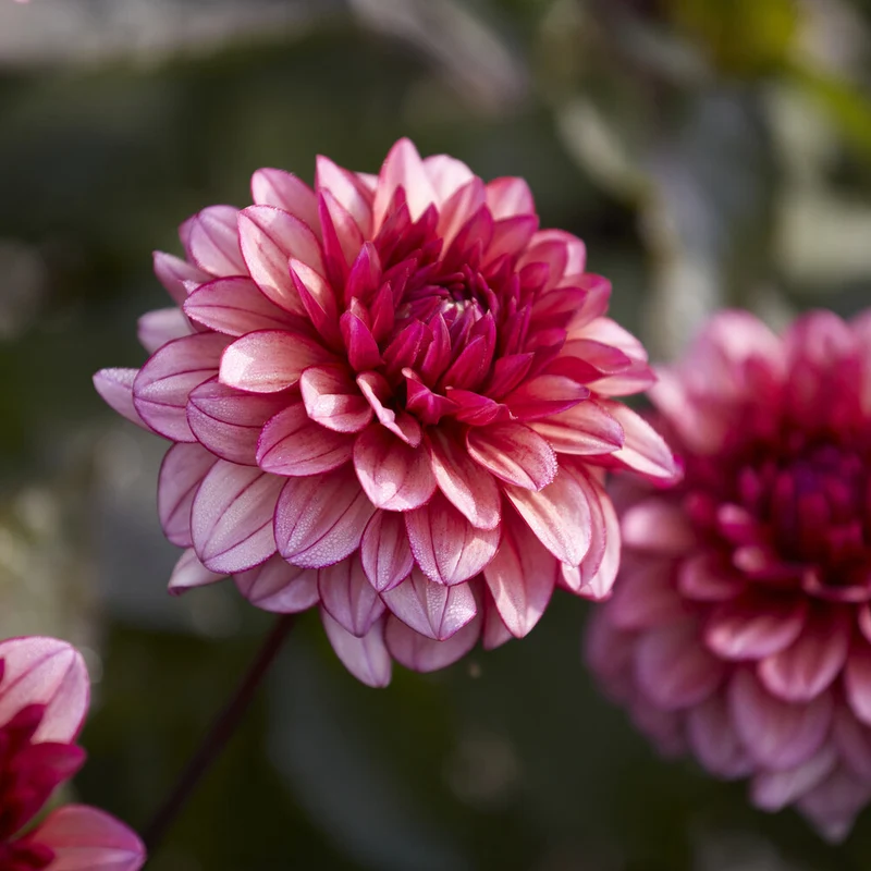 Dahlie 'Molly Raven'