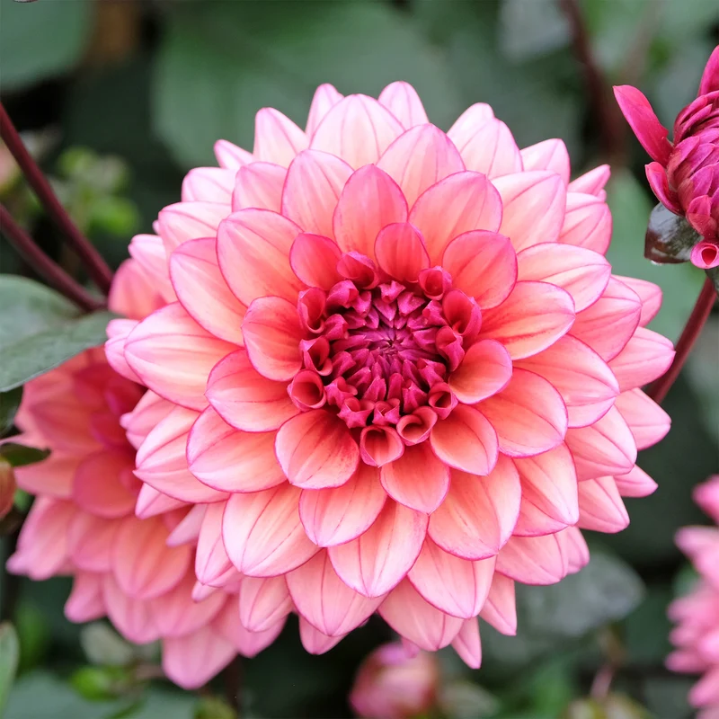Dahlie 'Molly Raven'