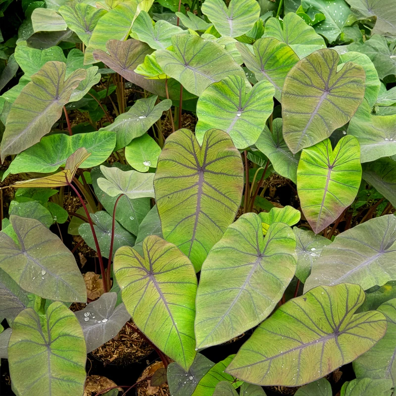 Elefantenohr Madeira