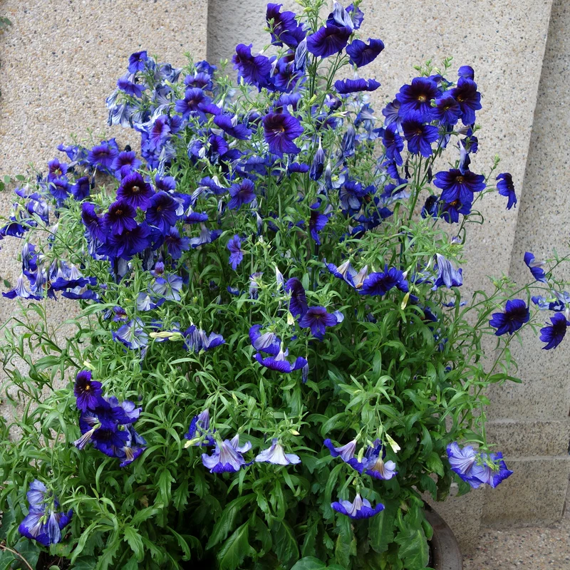 Röhrenblume Kew Blue