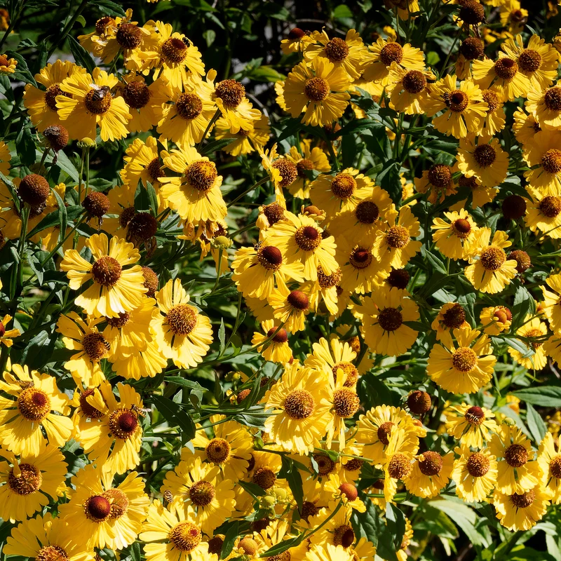 Herbst-Sonnenbraut Pumilum Magnificum