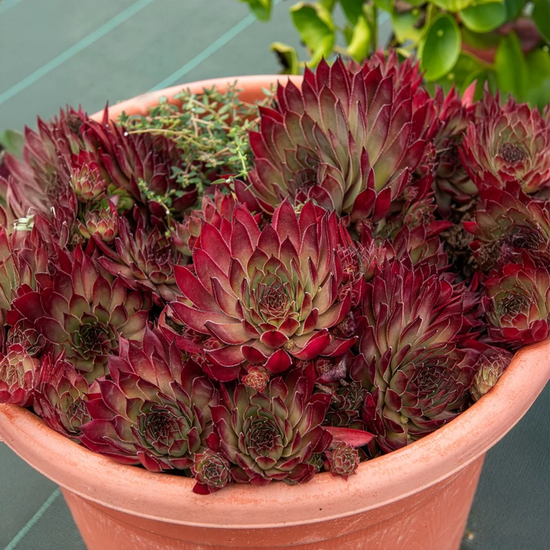 Sempervivum Chick Charms ® Butterscotch Baby