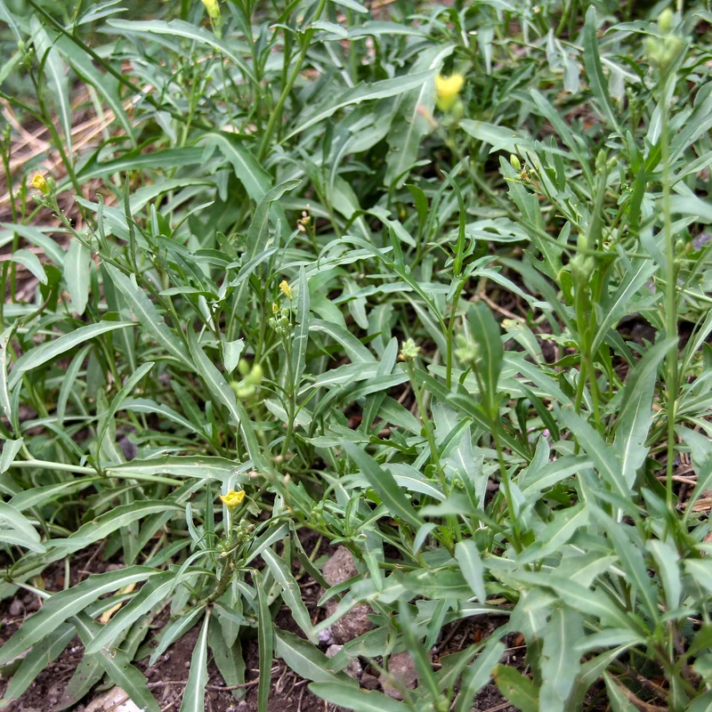Rucola Wildfire