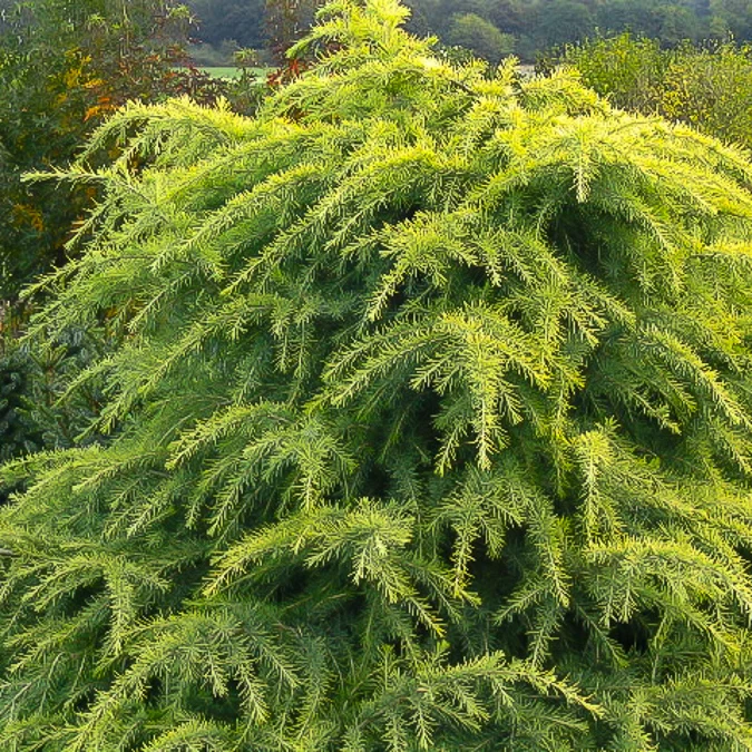 Zwerg-Himalaya-Zeder 'Golden Horizon'