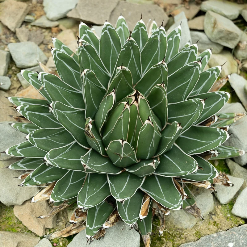 Königin-Victoria-Agave