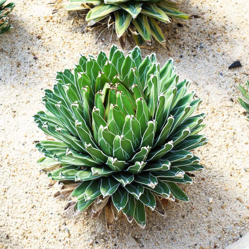 Königin-Victoria-Agave