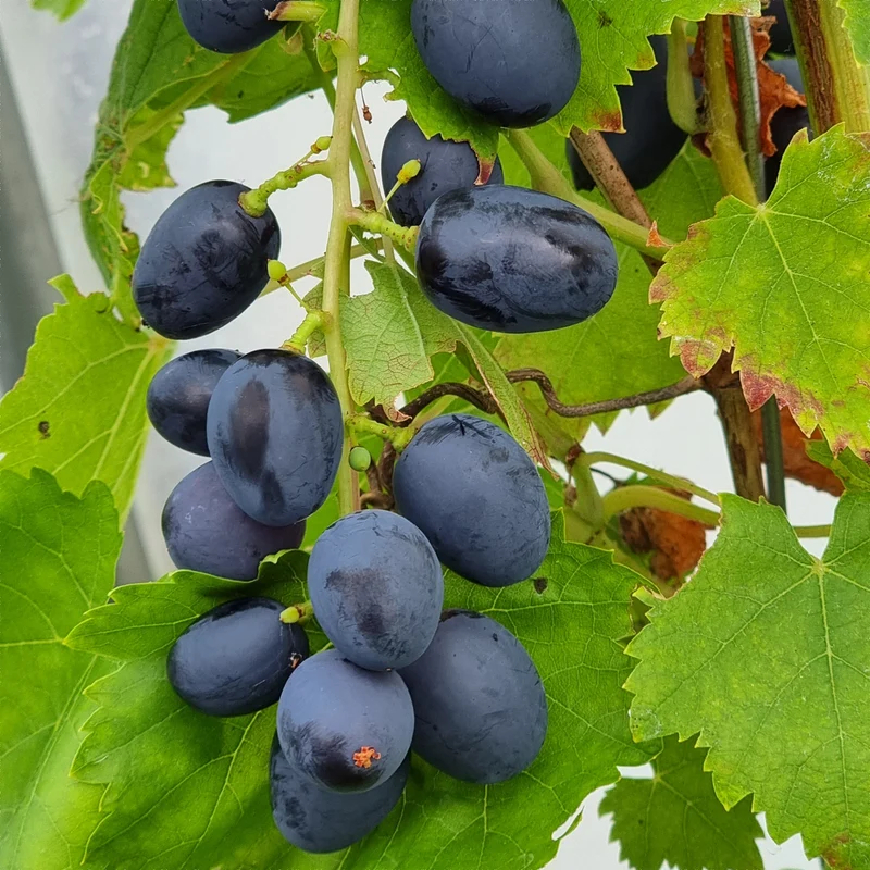 Kernlose Weinrebe Attika