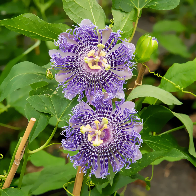 Passionsblume Fata Confetto