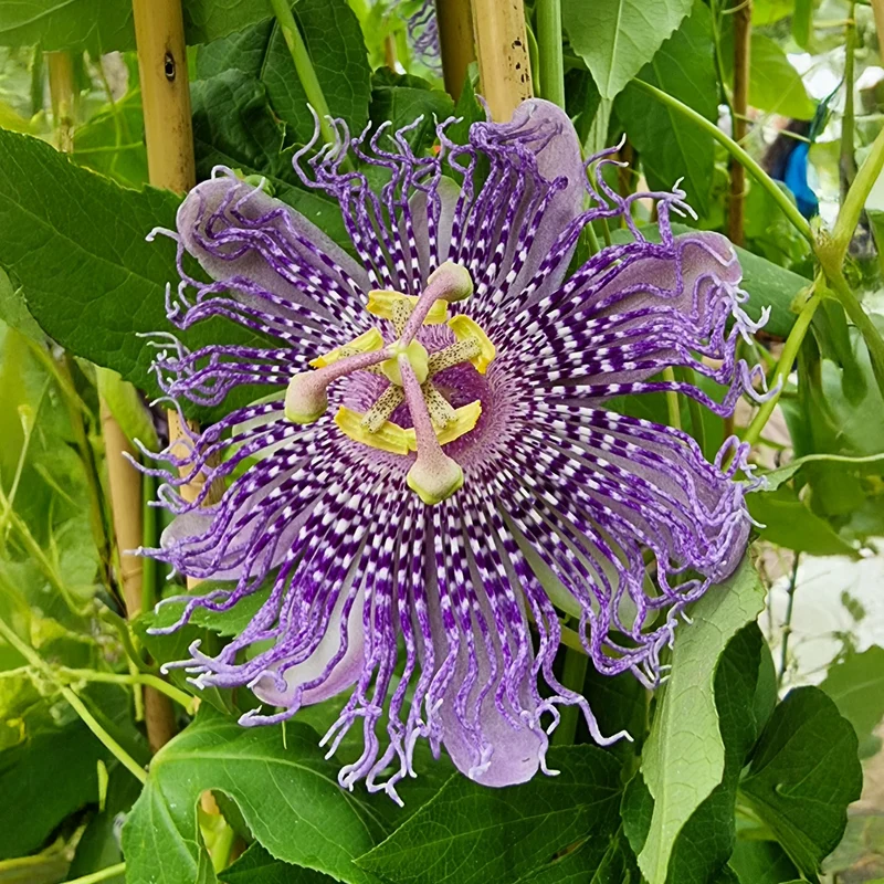 Passionsblume Fata Confetto