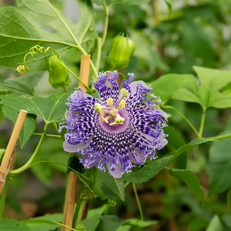 Passionsblume Fata Confetto