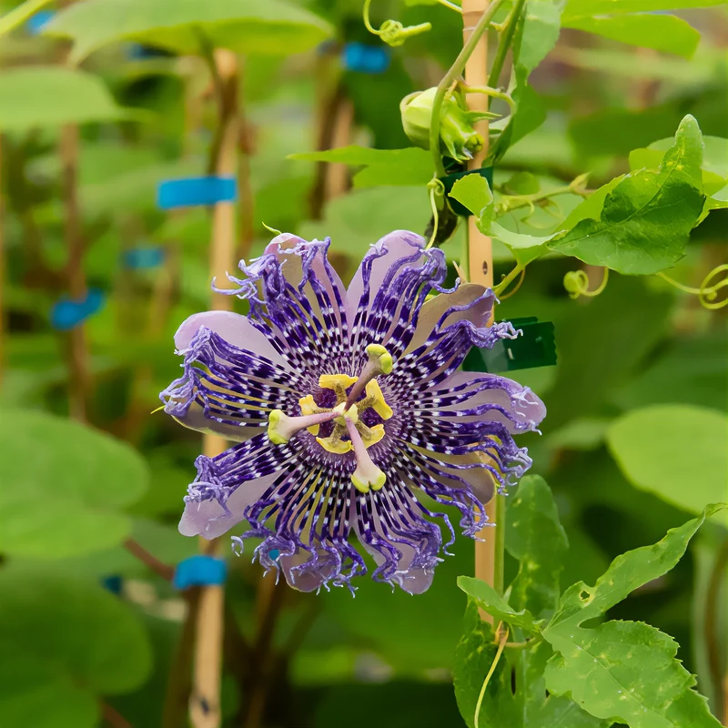 Passionsblume Fata Confetto