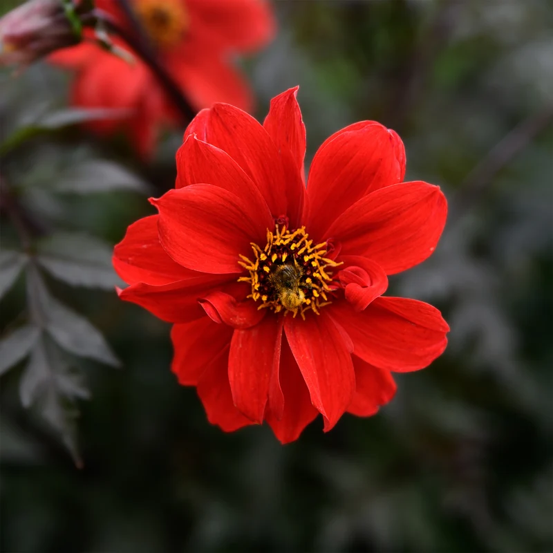 Dahlie ‘Bishop of Llandaff’