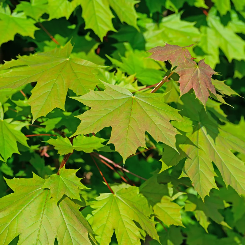 Spitzahorn