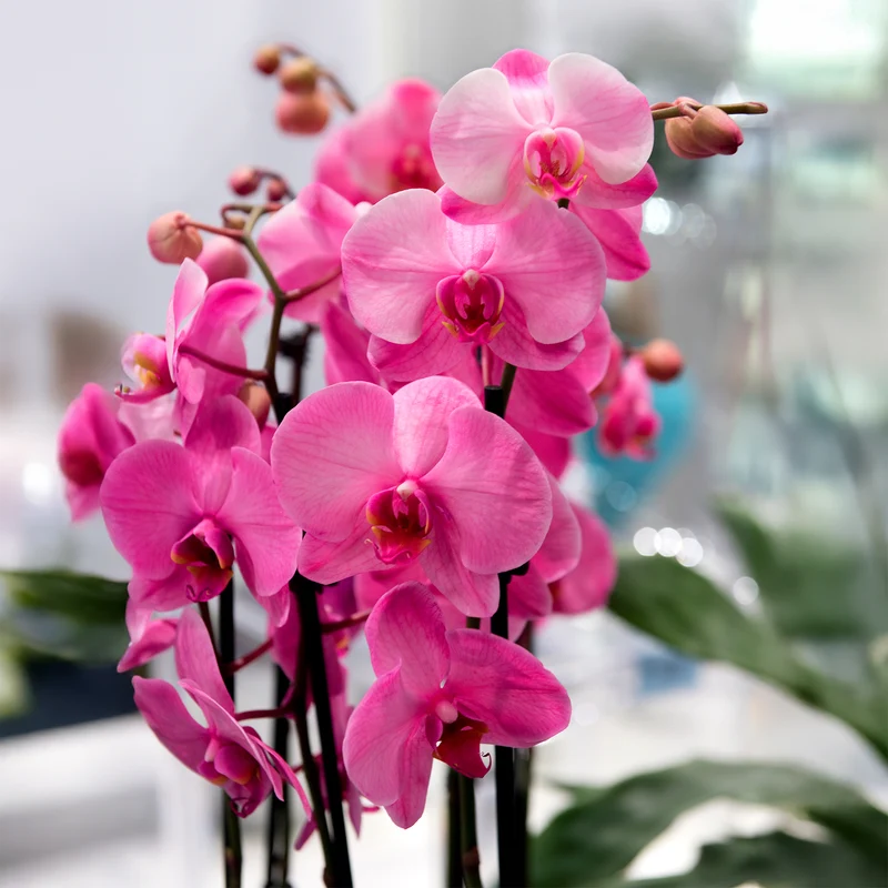 Orchidee rosa