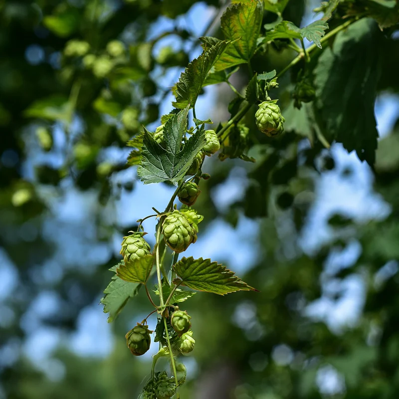 Hopfen Cascade