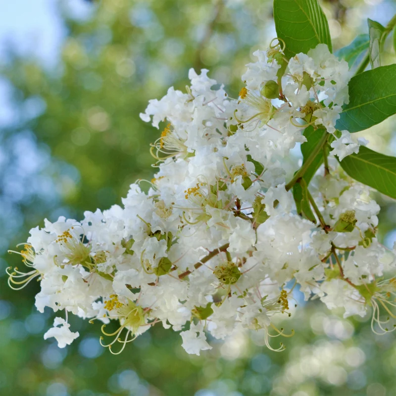 Indischer Flieder Natchez