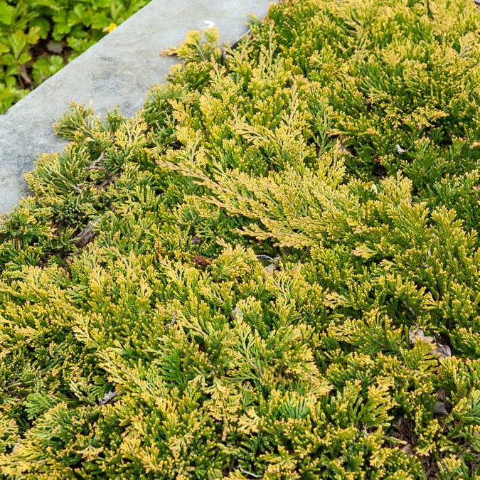 Kriech-Wacholder Golden Carpet