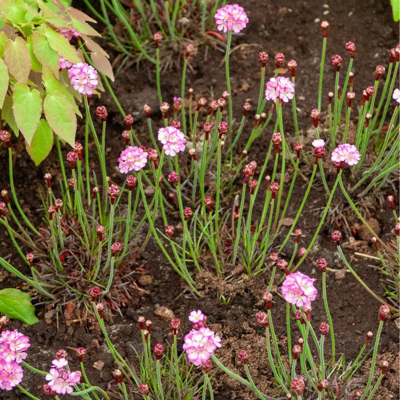 Grasnelke Armada Rose ®