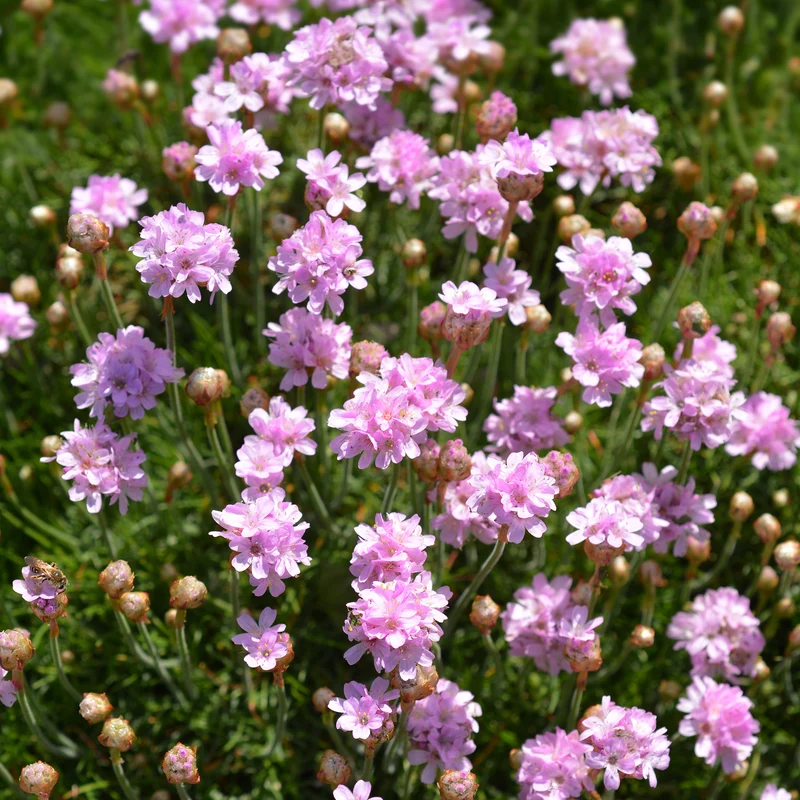 Grasnelke Armada Rose ®