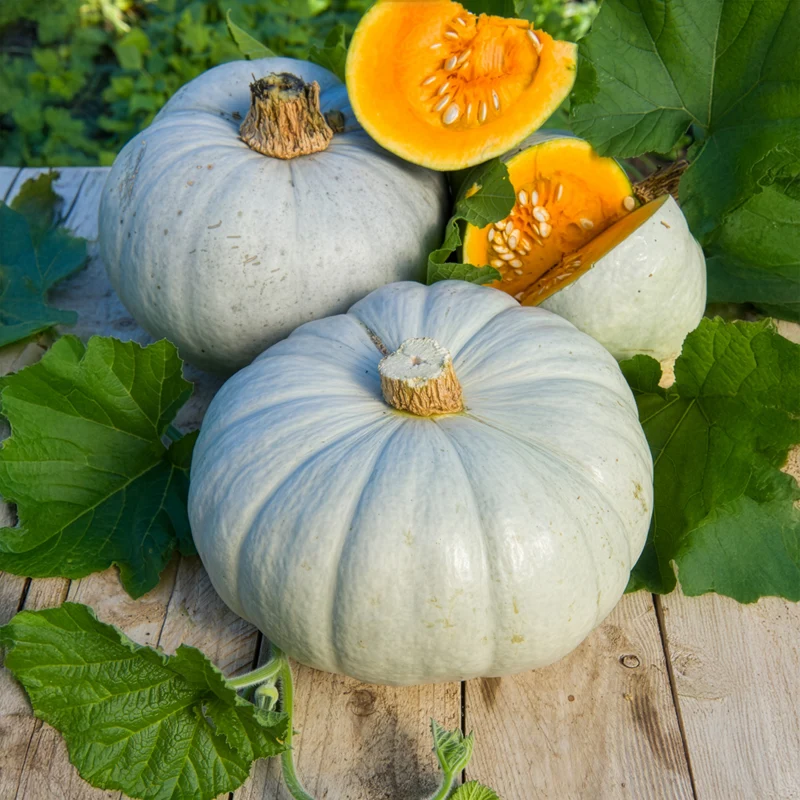 Kürbis Ungarische Blaue