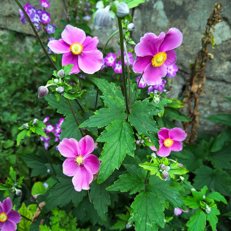Herbst-Anemone Fantasy Ariel