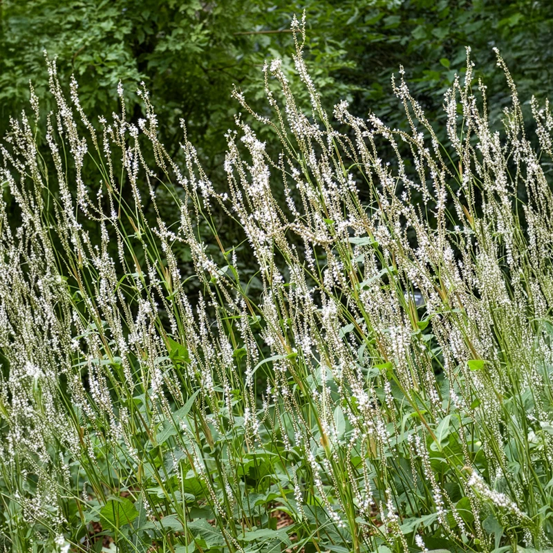 Kerzenknöterich Alba