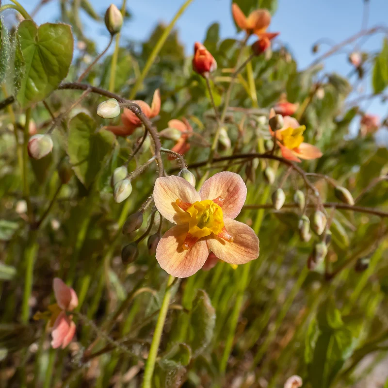 Warley-Elfenblume