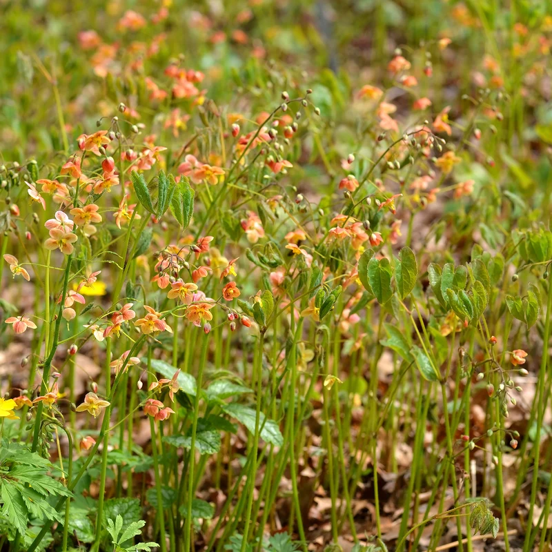 Warley-Elfenblume