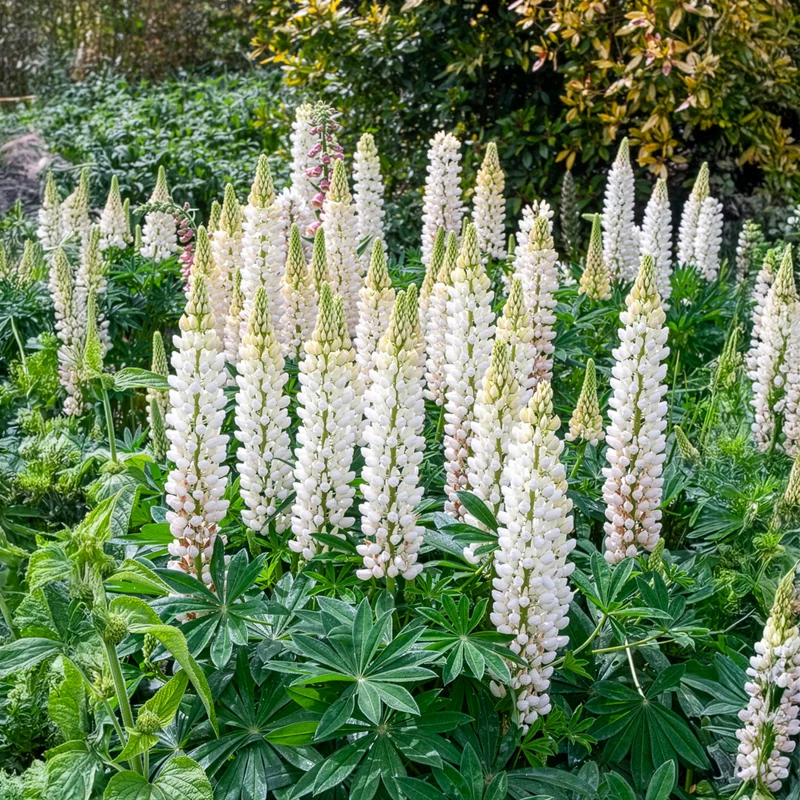 Lupine Noble Maiden