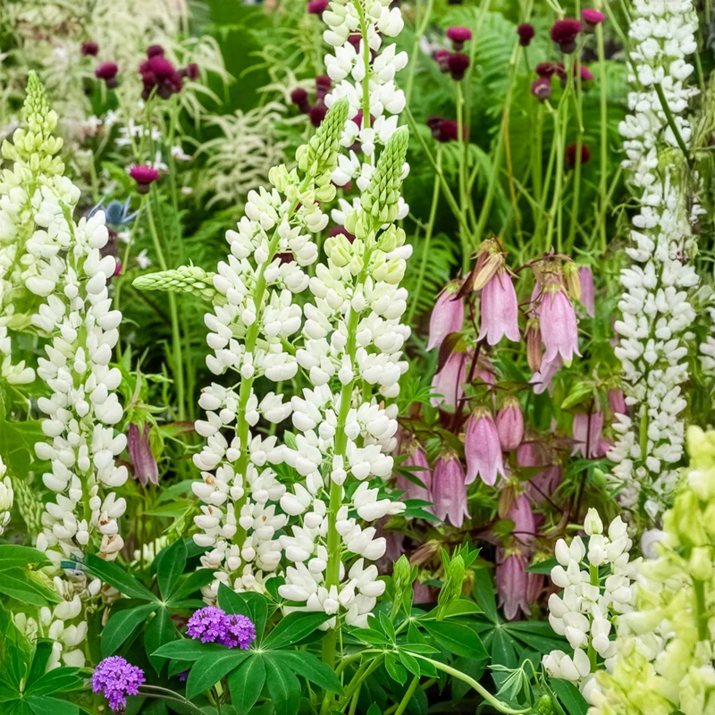 Lupine Noble Maiden