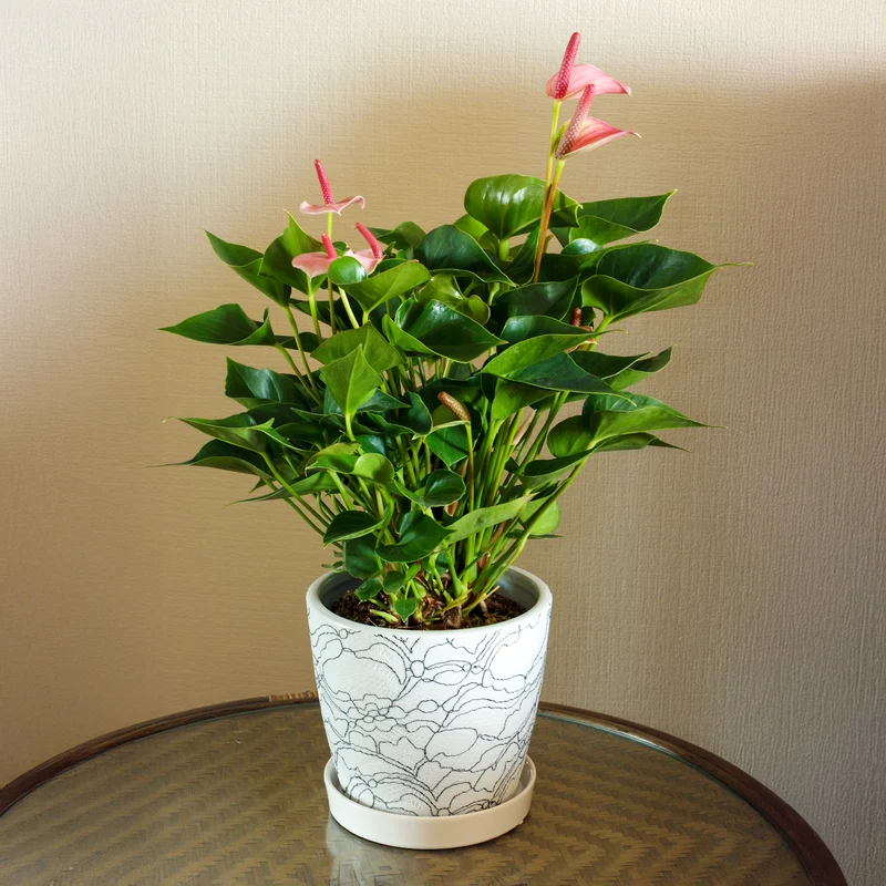 Pink Flamingoblume / Anthurium pink