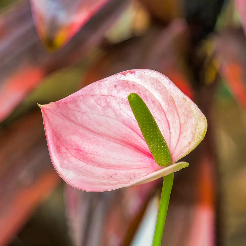 Pink Flamingoblume / Anthurium pink