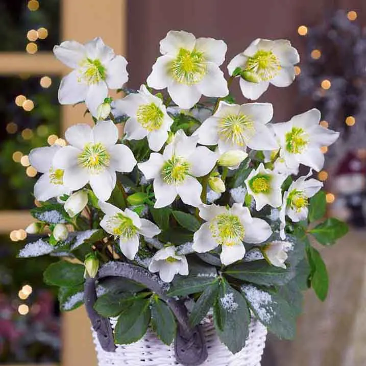 Christrose 'Christmas Carol' und sein Weihnachtstopf