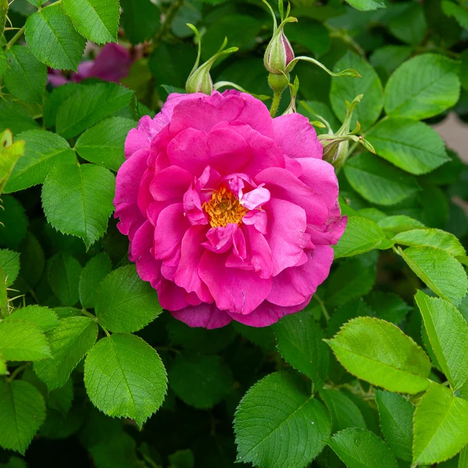 Apfelrose 'Wild Edric'