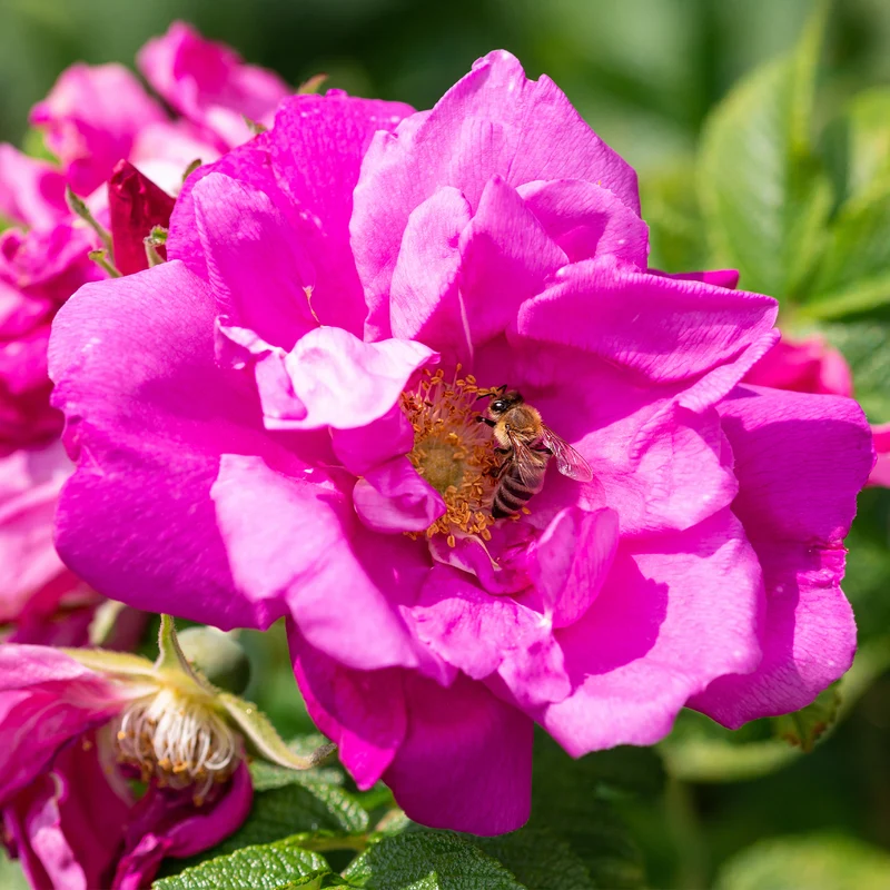 Apfelrose 'Wild Edric'