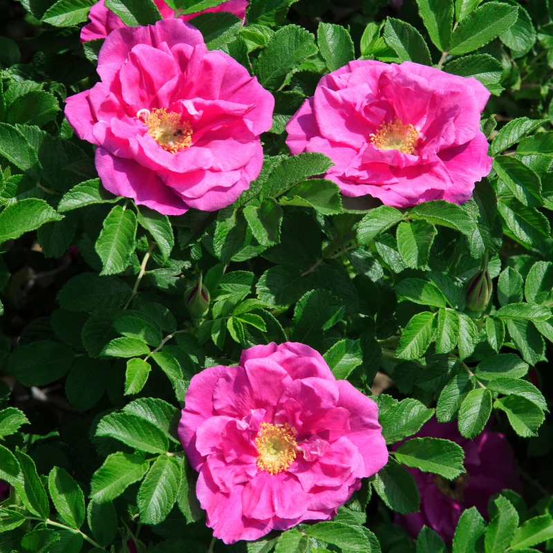 Apfelrose 'Wild Edric'