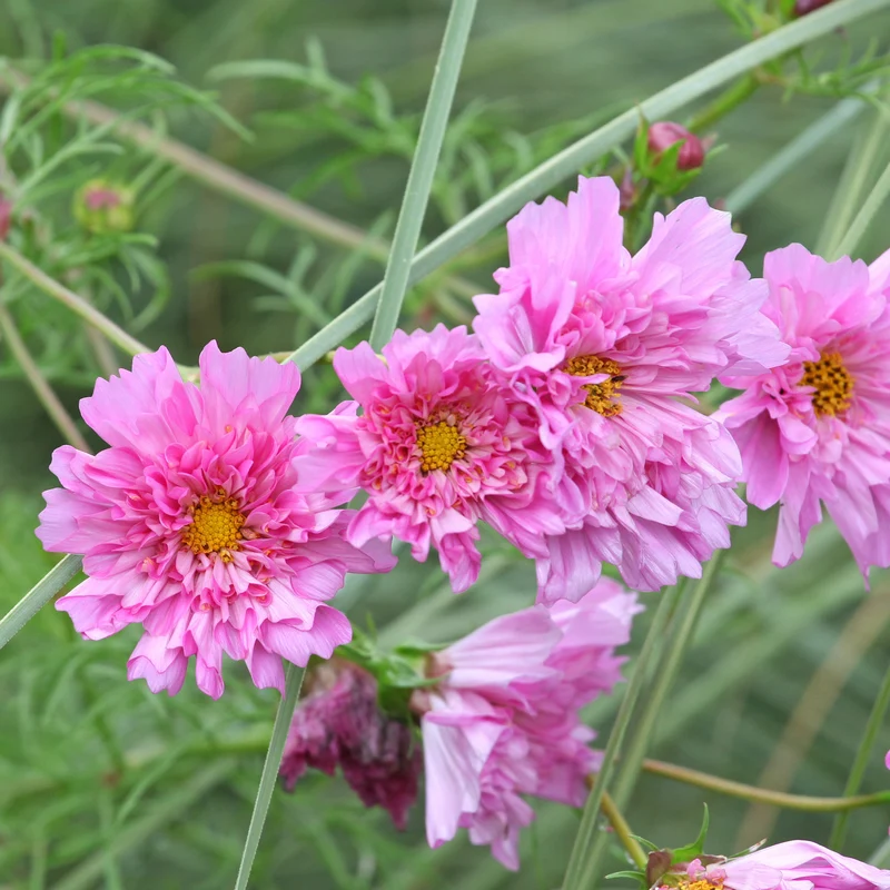 Schmuckkörbchen 'Double Dutch Rose'