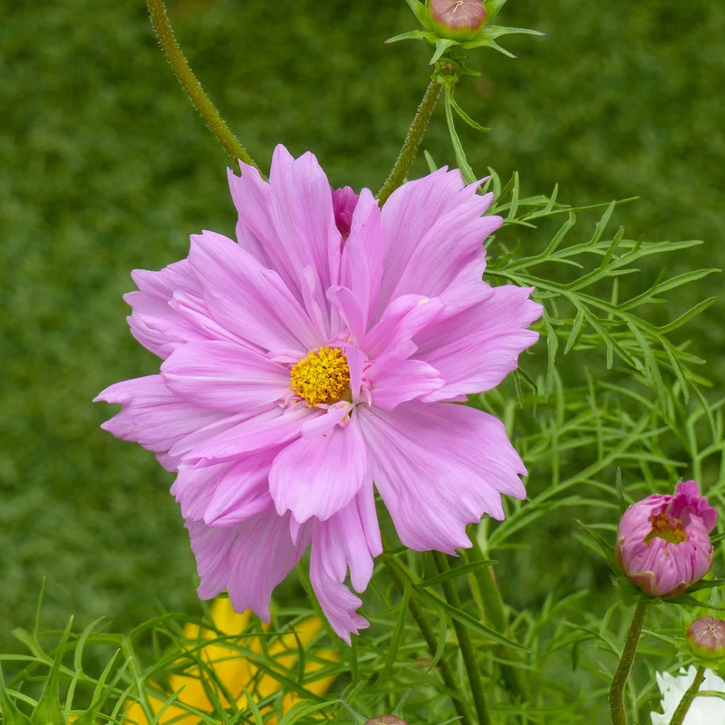 Schmuckkörbchen 'Double Dutch Rose'