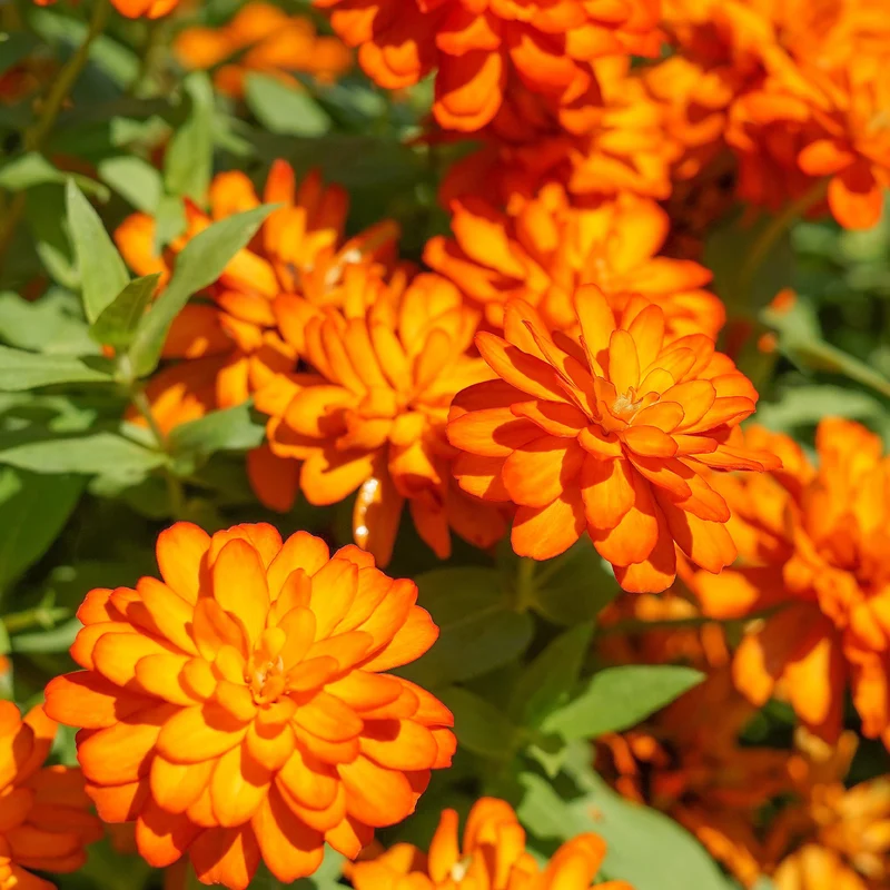orange Zinnie