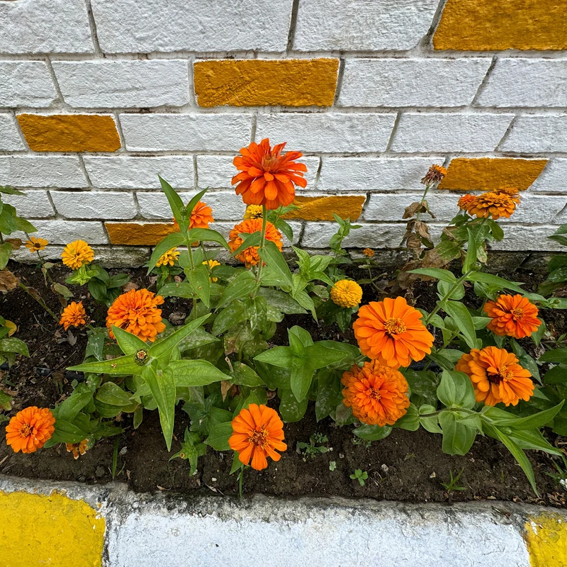 orange Zinnie