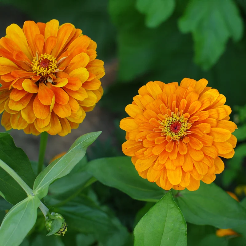 orange Zinnie