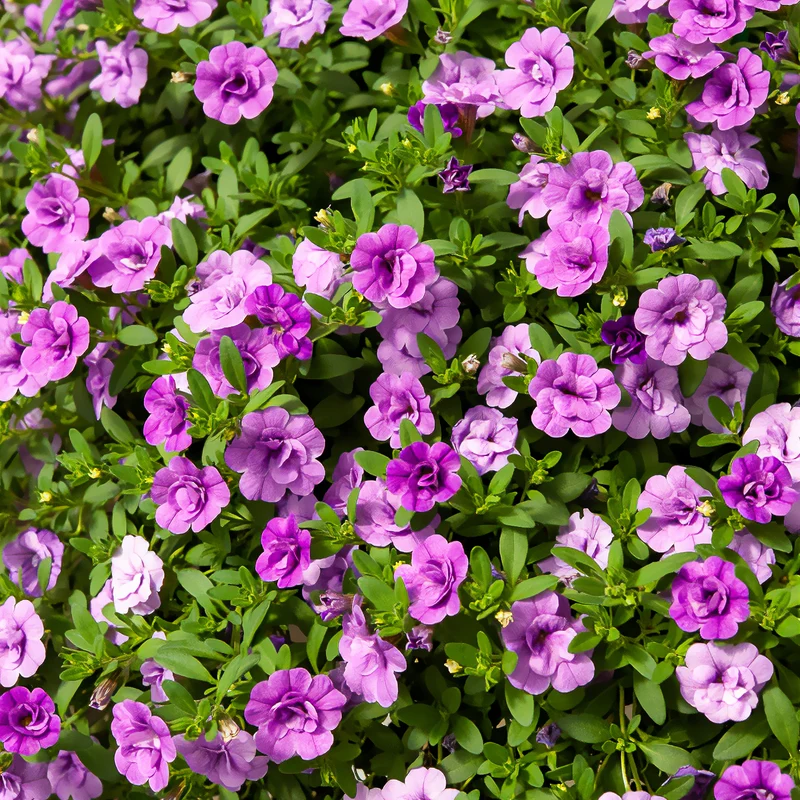 Zauberglöckchen gefüllt Violett (x3)